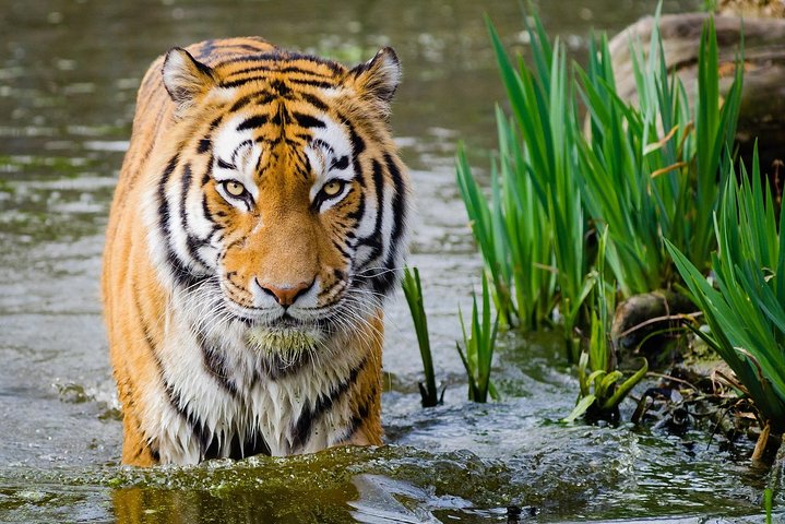 Four-day Golden Triangle and Ranthambore Tiger Safari tour from Delhi, Agra
