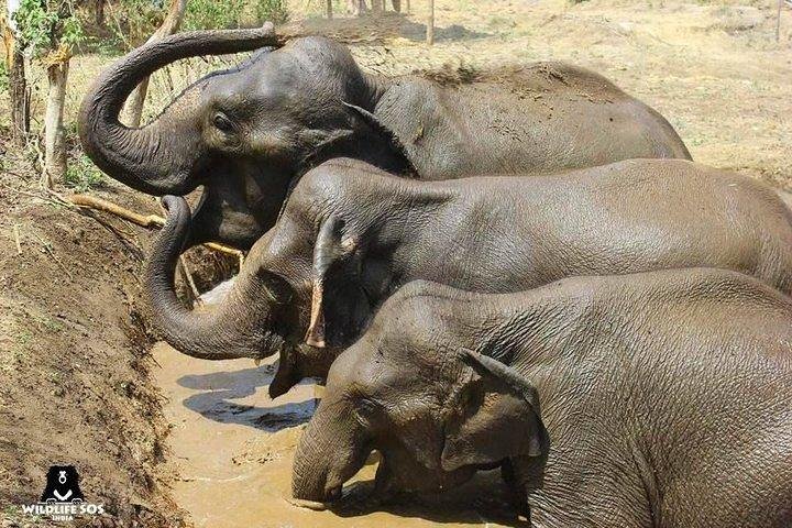 Elephant conservation and bear rescue tour from Agra, Agra