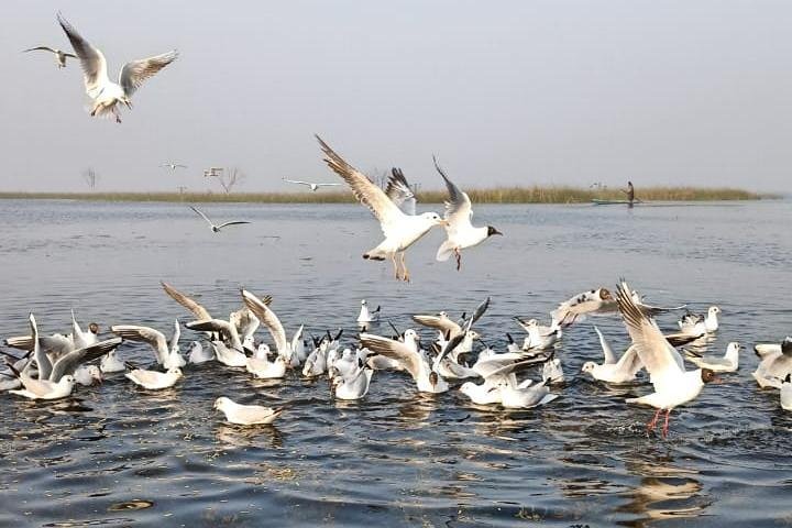 Nal Sarovar Bird Sanctuary and Lothal day tour from Ahmedabad, Ahmedabad