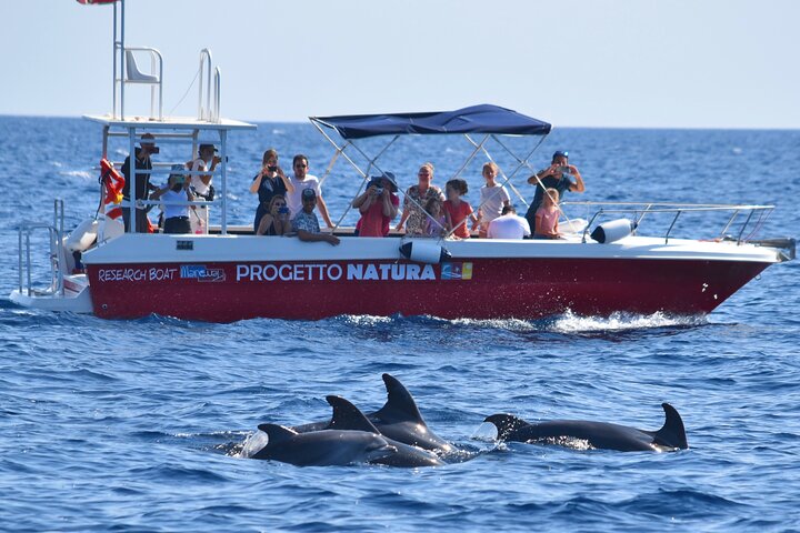 Alghero - Dolphin Watching and Guided Snorkeling (summer tour) — Day trips things to do in Alghero