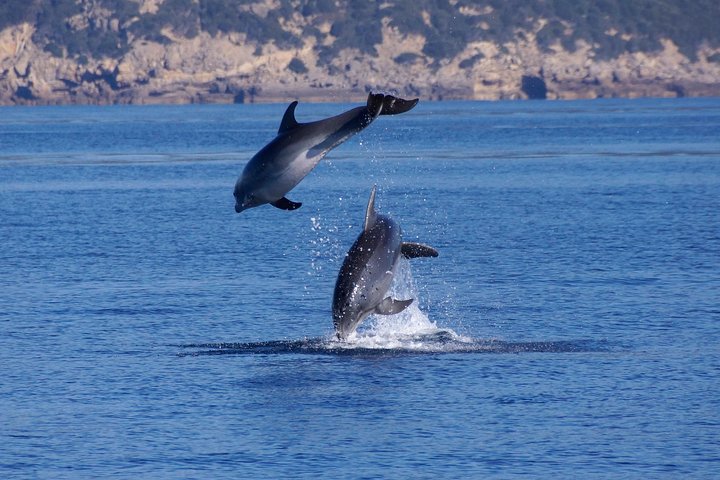 Alghero - Dolphin Watching (Spring & Autumn Tour) — Day trips things to do in Alghero