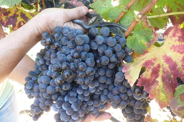 Sunset Tour with visit and guided tasting of 5 wines and local products — Kids-friendly things to do in Alghero