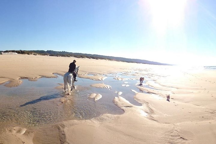 Horseback Riding, 4 Options-Mountain, Lesson Ring, Beach (2Hours) — Luxury & private things to do in Almada