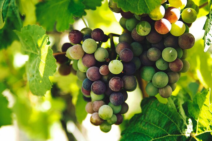 Lisbon Region Wine Tour: Mafra & Ericeira + Hotel Pick-Up, Almada