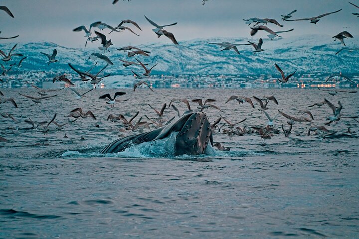 3.5-Hour Arctic Magic with Fjord and Whale Watching Adventure, Alta