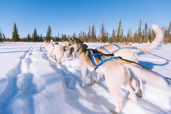 4hr Dog Sledding Trip in Gargia Valley, Alta