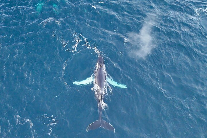 Alta Fjord Whale Watching on a Heated Boat — Kids-friendly things to do in Alta