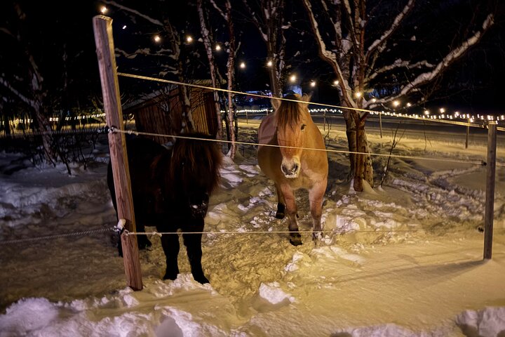 Northern Lights Hunt and visit Arctic Animals, Alta