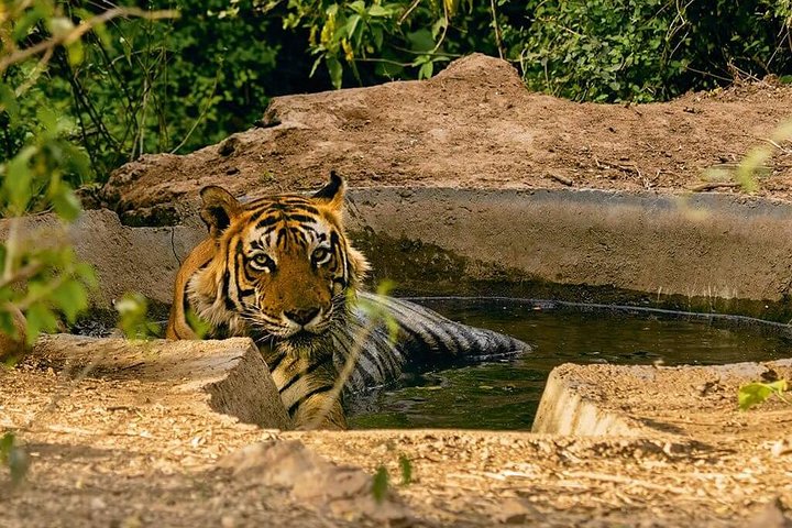 Private Jeep safari at Sariska Tiger Reserve, Alwar