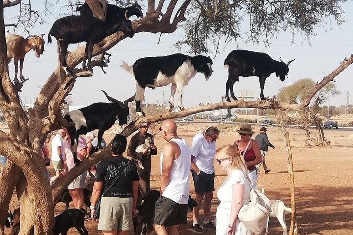 Taghazout or Agadir: Goats in Argan Trees Experience & Souk Visit — Food & drink things to do in Aourir