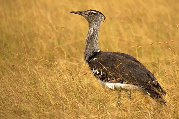 Bhuj, Narayan Sarovar Sanctuary and White Rann of Kutch tour, Bhuj