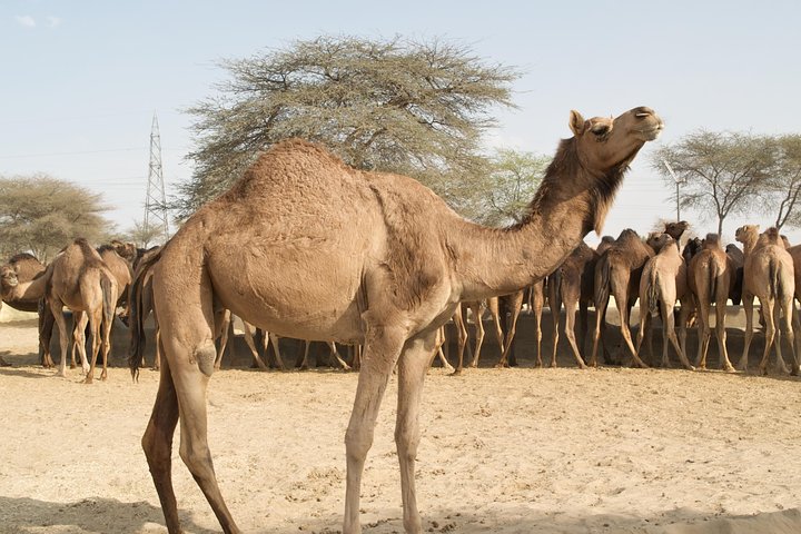 Visit Bikaner Camel Breeding Farm, Bikaner