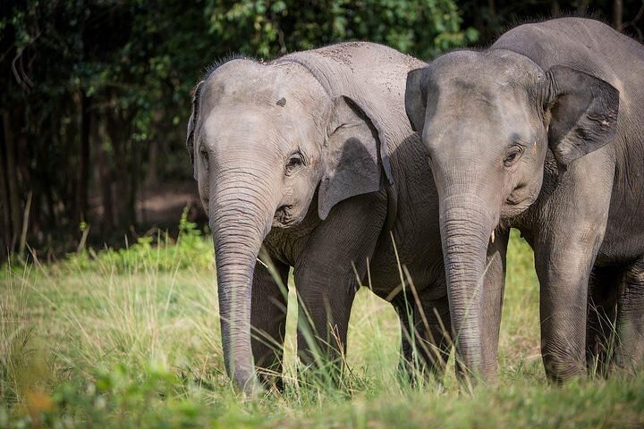 Ethical Elephant Sanctuary in Koh Samui, Bophut