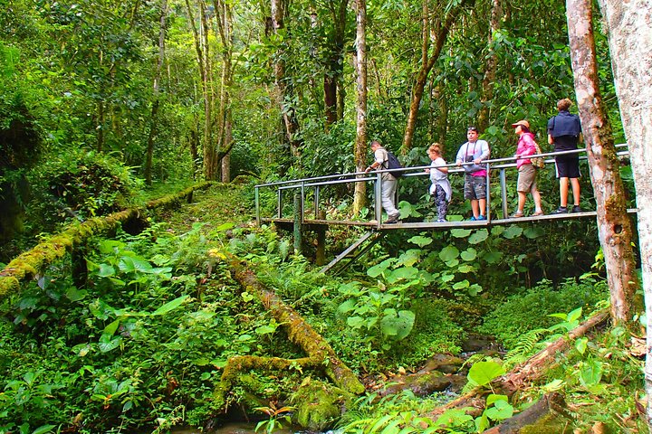 Cloud Forest Hike 8:30am Pipeline Trail(Min of 2 people required), Boquete