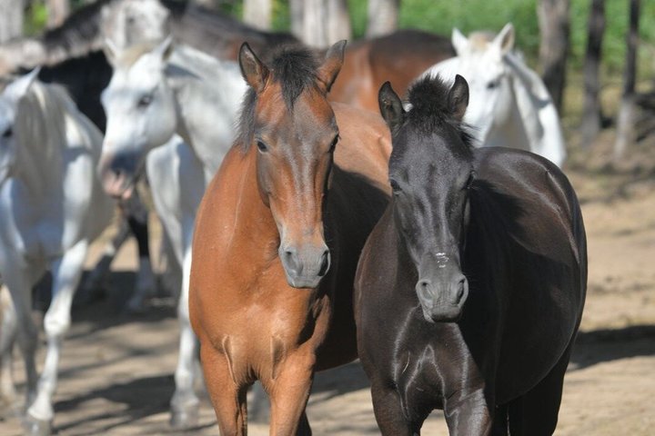 Epic Cloud Forest Horseback Riding Adventure in Boquete — Kids-friendly things to do in Boquete
