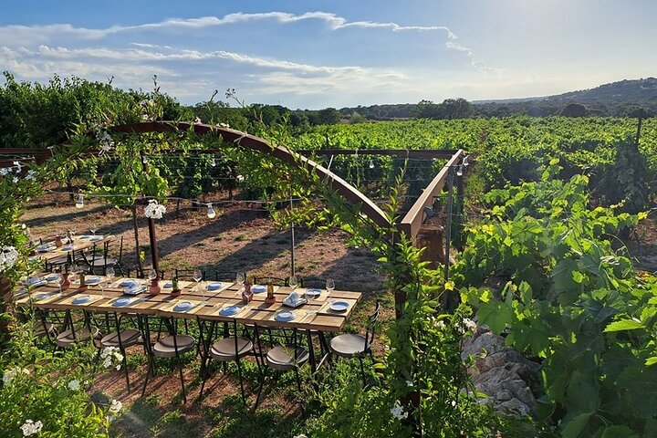 Wine Experience: vineyard, wines and food, Brindisi