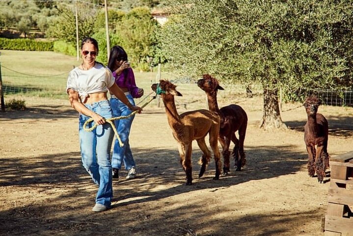 Visit to the Farm and walk with the Alpacas, Chianciano Terme