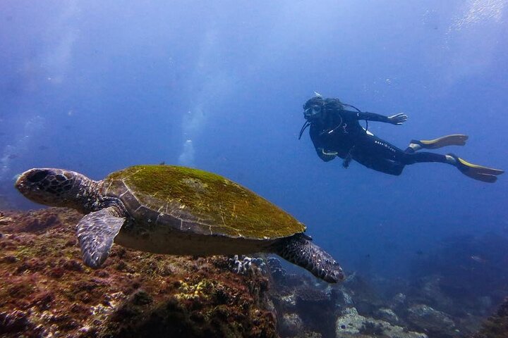 Double Dive to South Solitary Island Coffs Harbour, Coffs Harbour