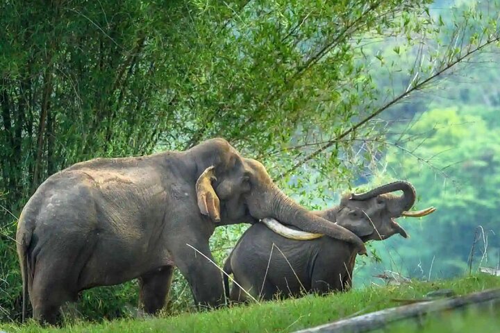 Parambikulam jungle safari and trekking tour from Coimbatore, Coimbatore