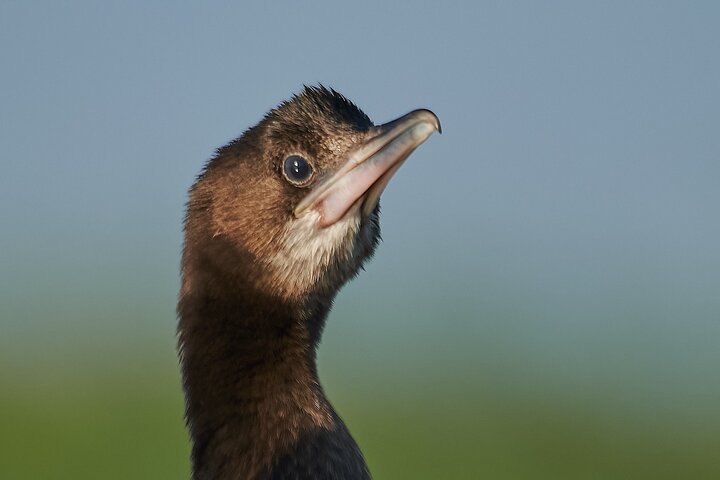 Bird Watching and Photography Private Tour near Constanta, Constanta