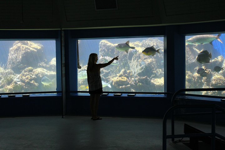 Coral World Ocean Park General Admission Ticket — Kids-friendly things to do in Cruz Bay