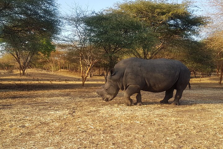Bandia Park Safari (Minimum 2 Participants) — Nature & wildlife things to do in Dakar
