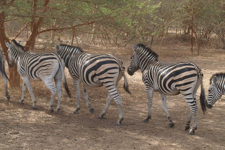 Day tour Somone lagoon and Bandia park Safari, Dakar