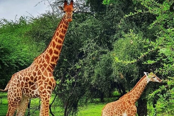 Excursion to Bandia Reserve — Day trips things to do in Dakar