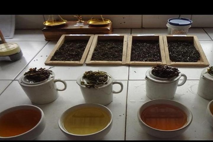 Darjeeling tea estate tour and tasting, Darjeeling