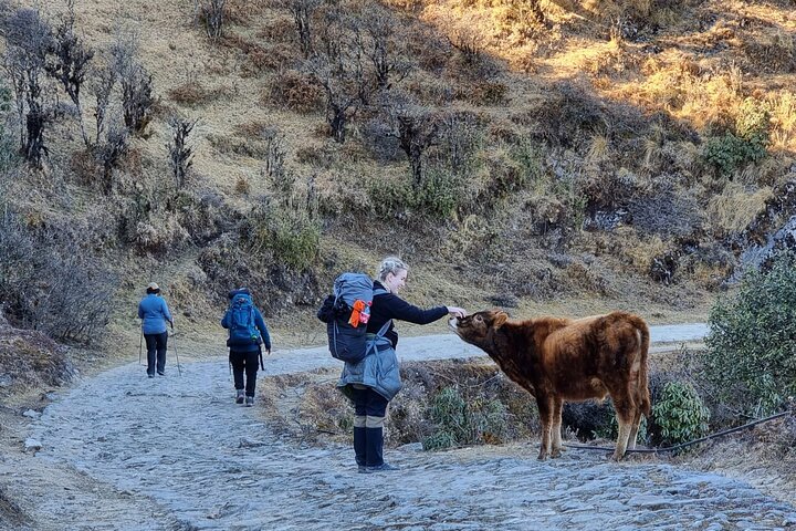 Day trek from Darjeeling to Tonglu, Darjeeling