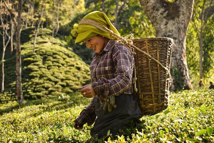 Darjeeling — top 1 nightlife & evening