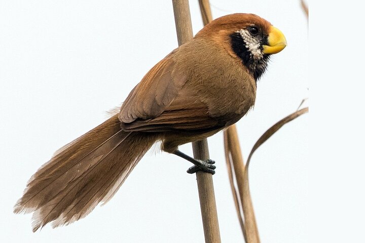 Birding tour in Upper Assam and Arunachal Pradesh, Dibrugarh