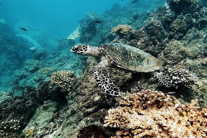 5 Days Wildlife Tour in Drake Bay, Sierpe, Corcovado and Osa, Drake Bay
