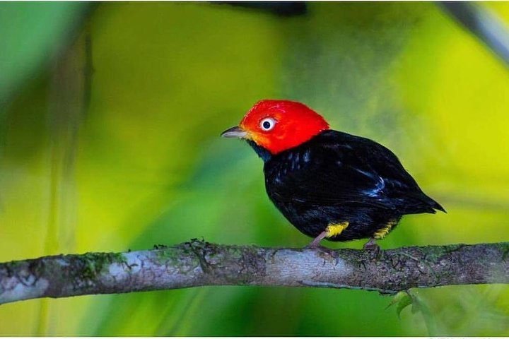 Bird Watching Tour — Kids-friendly things to do in Drake Bay
