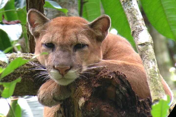 Corcovado Sirena Station Overnight — Nature & wildlife things to do in Drake Bay