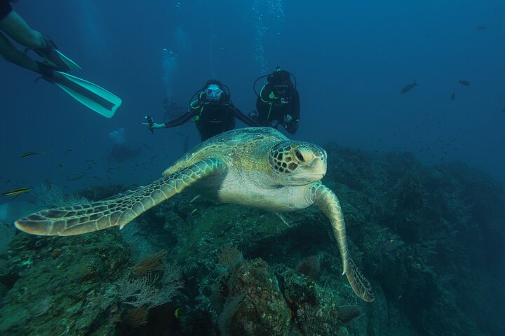 Diving tour in Isla del Caño for certified divers, Drake Bay