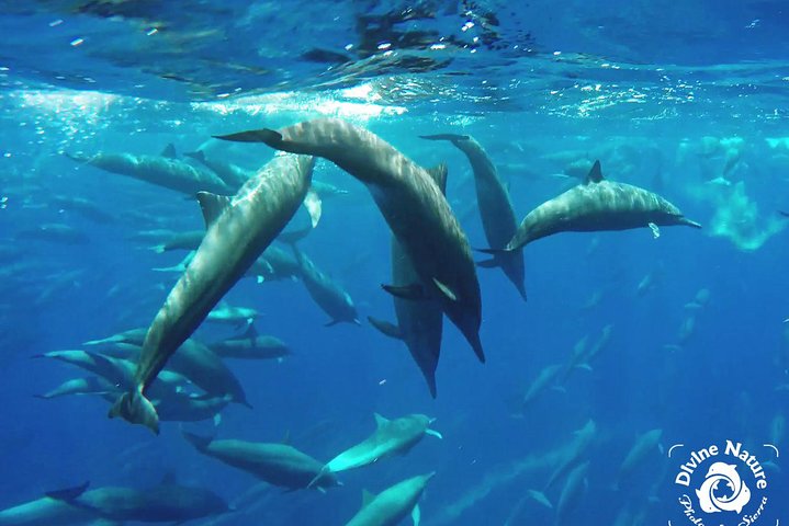 Dolphin and Whale Watching Tour in Drake Bay as seen on National Geographic — Water & beach things to do in Drake Bay