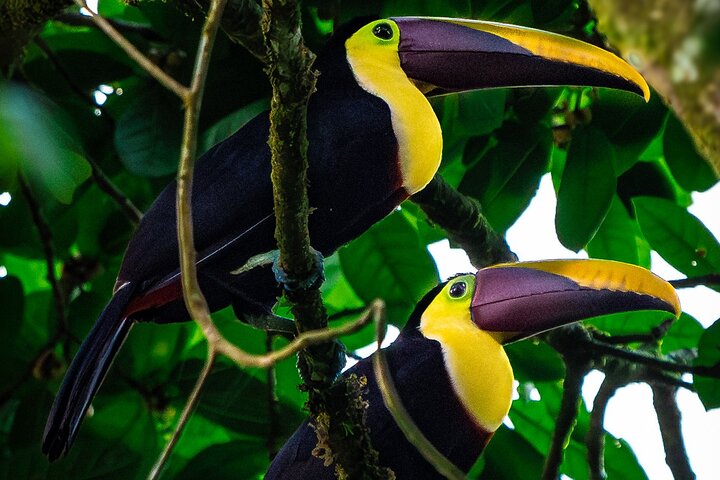 Full-Day Adventure in Corcovado National Park from Drake Bay — Adventure things to do in Drake Bay