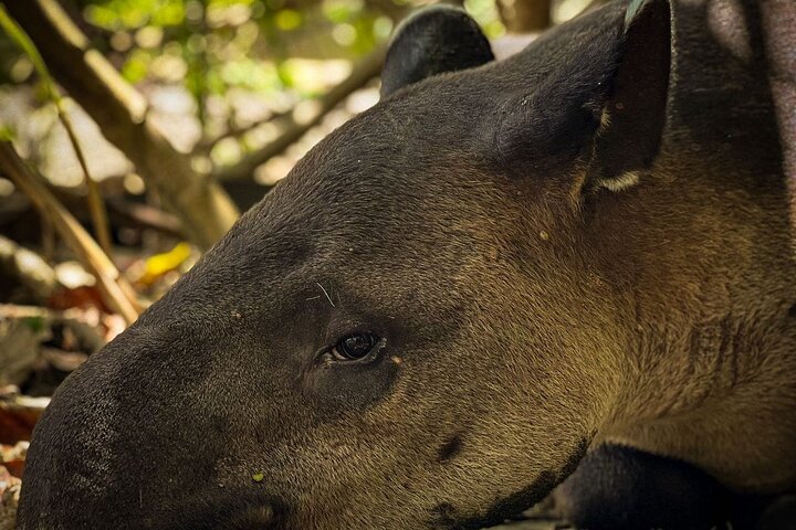 Full Day Tour Corcovado National Park., Drake Bay