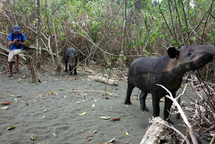 Pacheco Tours - 2 Days 1 Night in Corcovado Sirena From Drake Bay, Drake Bay