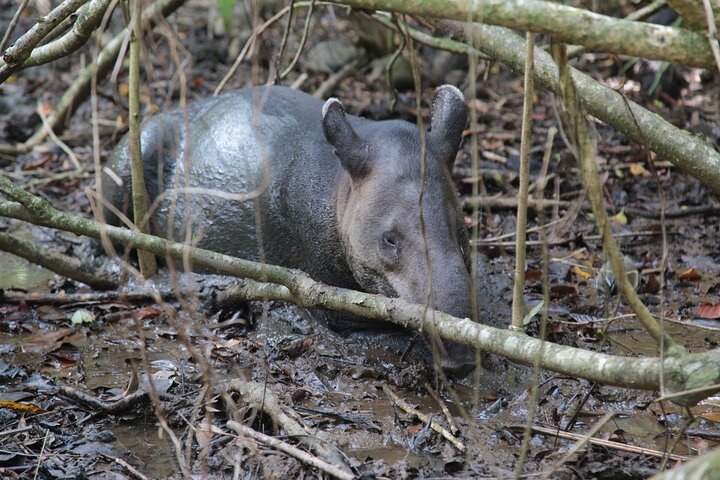 Pacheco Tours - Corcovado National Park Sirena from Drake Bay — Nature & wildlife things to do in Drake Bay