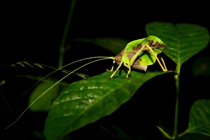 The Night Tour with Tracie The Bug Lady and Gianfranco Gomez, Drake Bay