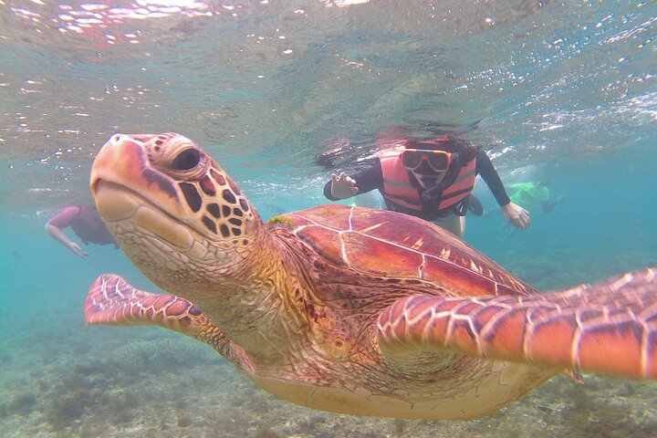 Apo Island and Dumaguete Countryside Tour, Dumaguete City