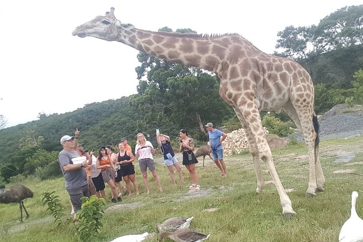Private Beach Lodge and Giraffe Interaction for Cruise ship Guest, East London