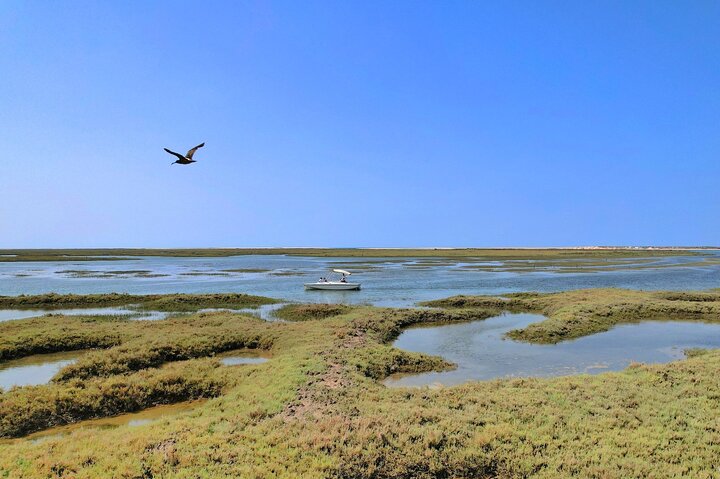 Birdwatching in Ria Formosa - Eco Boat Tour from Faro — Nature & wildlife things to do in Faro