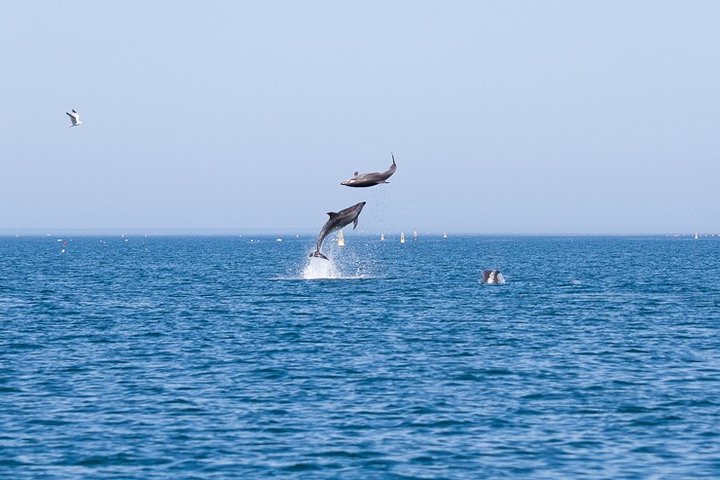 Small Group Dolphin and Wildlife Watching Tour in Faro — Nature & wildlife things to do in Faro