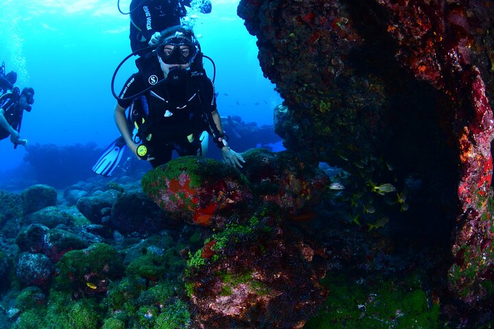 Diving Experience in Fernando de Noronha, Fernando de Noronha