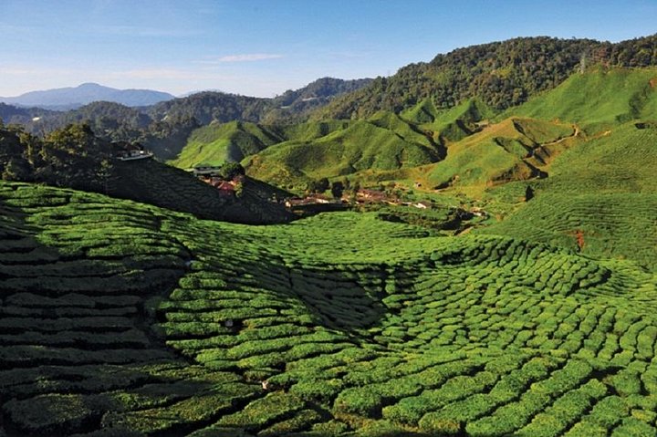 2-Nights Cameron Highlands Discovery from Penang to Kuala Lumpur, George Town