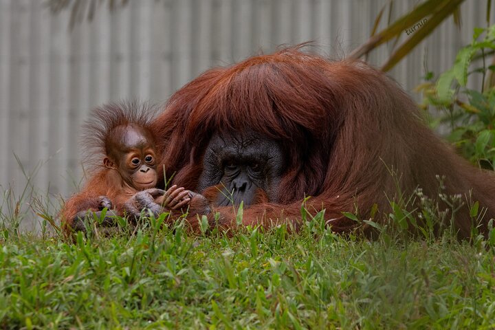 Orangutan (Orang Utan) Island Responsible Experience, George Town