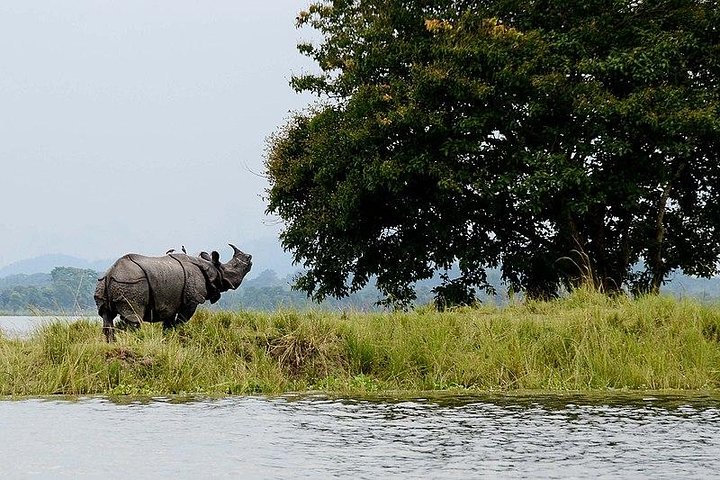 Kaziranga National Park safari — 4 days and 3 nights from Guwahati, Guwahati